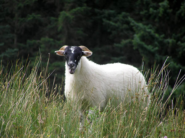 Glen Nevis, Scotland