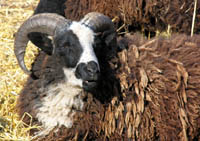 Ram watching passers-by at Or.