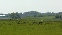 Sheep behind the dikes near Heidkate.
