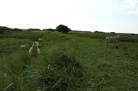 At the dikes of River Skjern