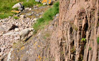 Sheep climbing the rocks